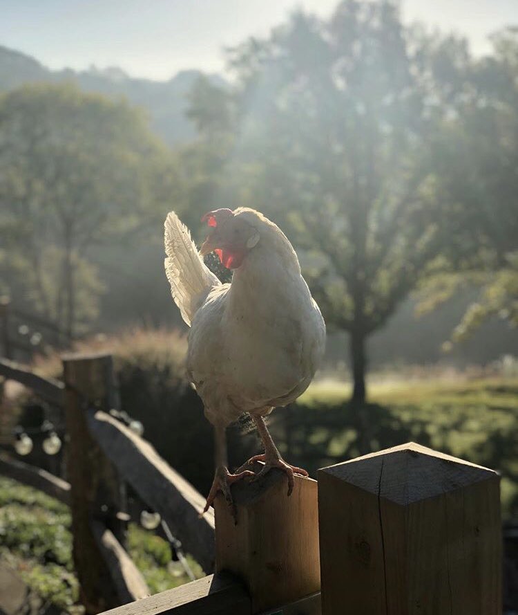 Thebeacon_tw's tweet photo. Sunday stroll at the #gardenkitchen 🐓 https://t.co/fiuZmlBQFn