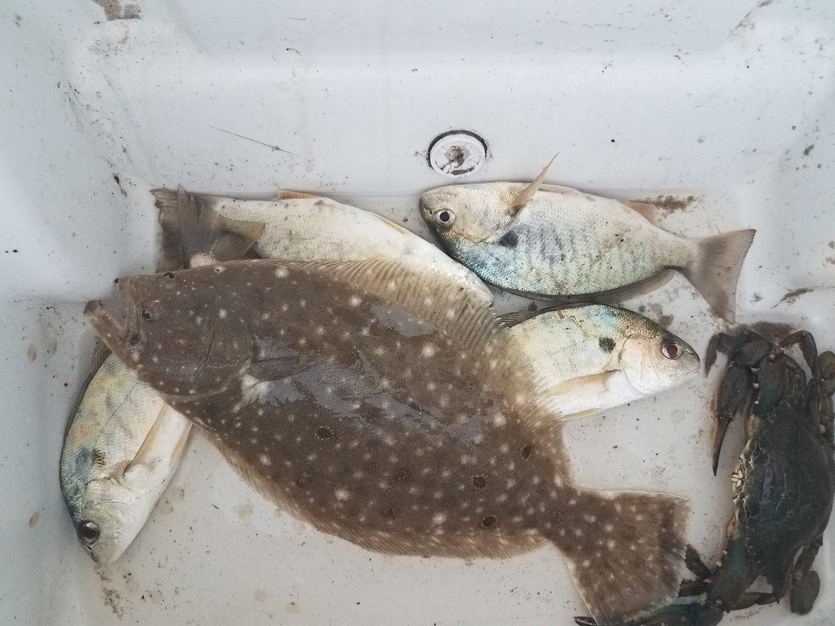 SurfCityPier's tweet photo. #SuNdAyFuNdAy at #SurfCityPier currently 70° with a NNE wind at 6mph... the tide is low...high is at noon today... they caught a little bit of everything last night..... where are you at... #MissingYourFace at #SCP #IslandLife #PierLife #Sunrise #TopsailIsland #FishHuntPhotos https://t.co/d7R6pxfbOr