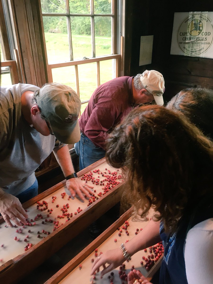 Mayflowercran's tweet photo. First Adopt-A-Bog participants sorting the berries from their plots. https://t.co/SOMhLyD9Dp