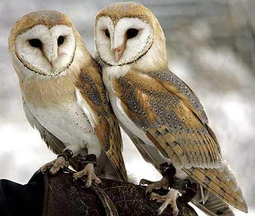 pathfinderssar's tweet photo. Owl, australian masked part 1 https://t.co/RnnS0pT185 https://t.co/2UCTihuLVm
