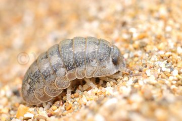 可愛い昆虫 ランキングベスト5 Webon ウェボン