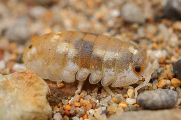 可愛い昆虫 ランキングベスト5 Webon ウェボン