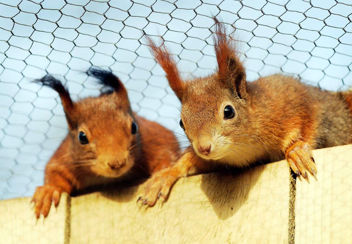 🌳Two cheeky little Red Squirrels from our Mayfields Farm breeding programme 🌳Red Squirrel Awareness Week (Monday 24 – Sunday 30 October) Send images of events you may have been to or red squirrel sightings! #RedSquirrelWeek #redsquirrel #breeding #Norfolk #farming #wildlife