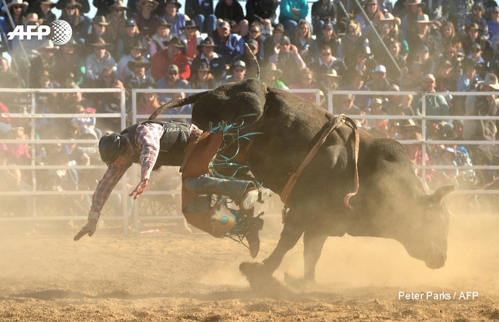 Frost rim Påstand AFP News Agency on Twitter: "🇦🇺 The #DeniUteMuster celebrates Australia's  rural heritage and @curious_scribe joins 20,000 revellers in Deniliquin,  where whip-cracking, a ute paddock and bull-riding contests are among the  highlights of