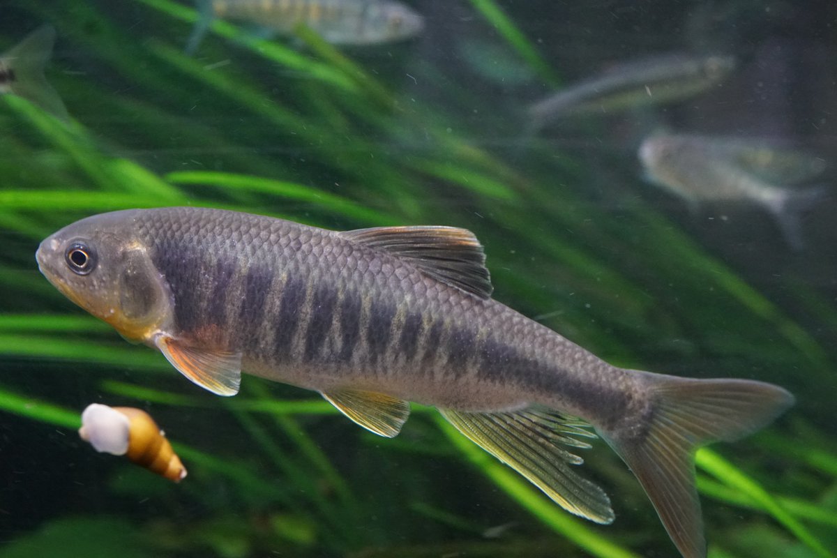 Akaoni623 今日はブロアが届いたので 分岐を作って各水槽とサンプに設置しました ハヤ達の活性が上がってしきりに産卵してますが 偶然にも香港ヨシノボリの見たことのないサイズの個体が水槽に 以前見つけた稚魚が生きているとは思いにくいのですが