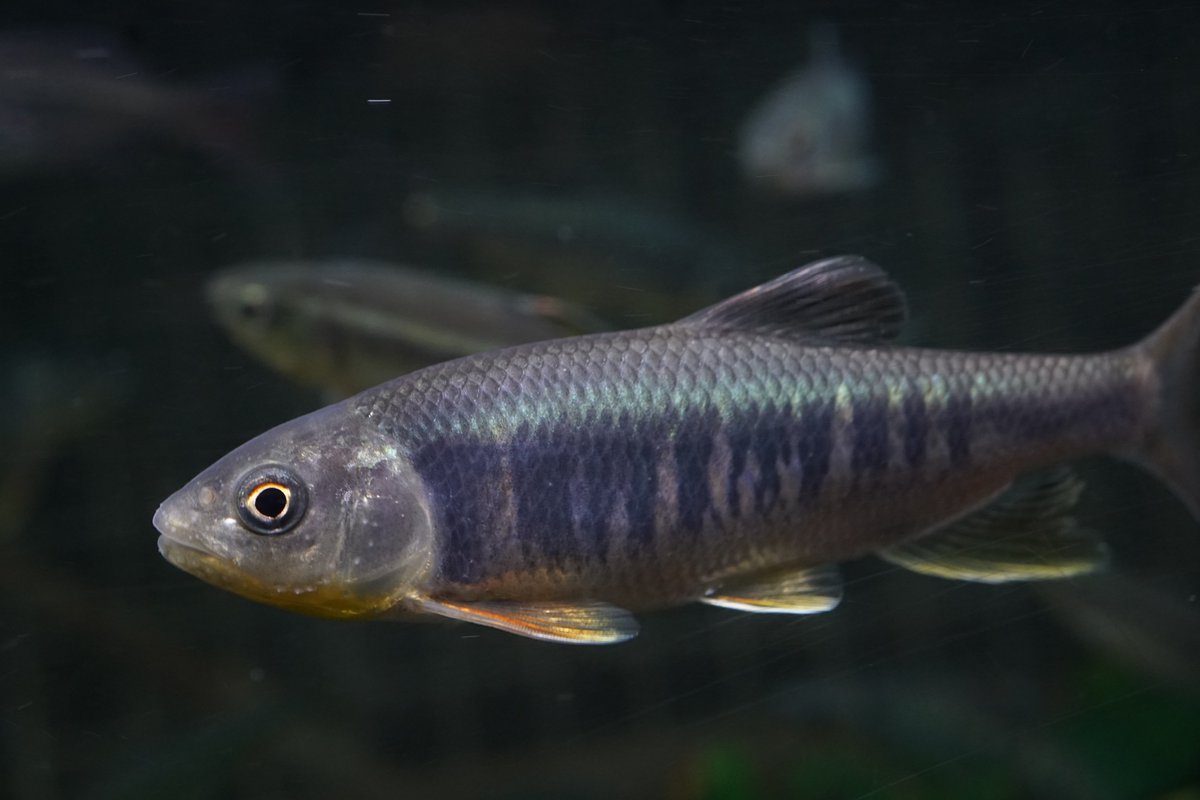 Akaoni623 今日はブロアが届いたので 分岐を作って各水槽とサンプに設置しました ハヤ達の活性が上がってしきりに産卵してますが 偶然にも香港ヨシノボリの見たことのないサイズの個体が水槽に 以前見つけた稚魚が生きているとは思いにくいのですが