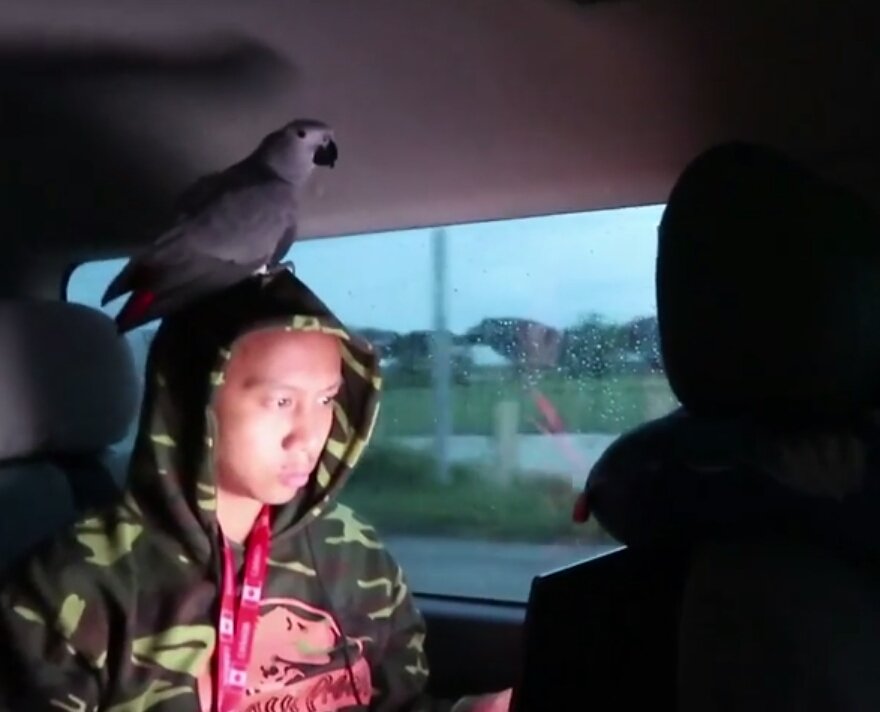 selcam0810's tweet photo. I just love this picture of you @MikeyBustos and #Ligaya! So cute! 😊🐦 #AfricanGrey #Daddybird
Full vlog: https://t.co/HpapPVCWZ6 https://t.co/imrovPUOV1