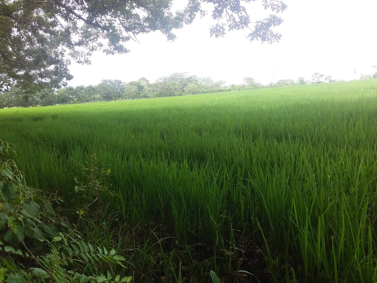 HirisnelSucreS's tweet photo. Darien y Alto Bayano (Chepo) tienen el mayor potencial agropecuario del país para consumo interno y exportar (28%) del territorio nacional y cerca al gran consumidor (200 kms a Tocumen) y a puertos del pacífico y atlántico. Con políticas seguras¡ habrá seguridad alimentaria.! https://t.co/c1Ix8V2Vcn