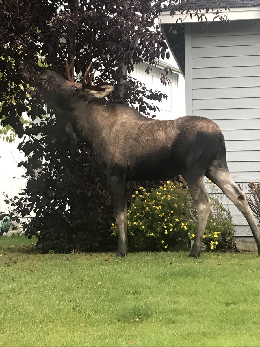 Morning visitor 😝 #alaskaHD #onlyinAlaska