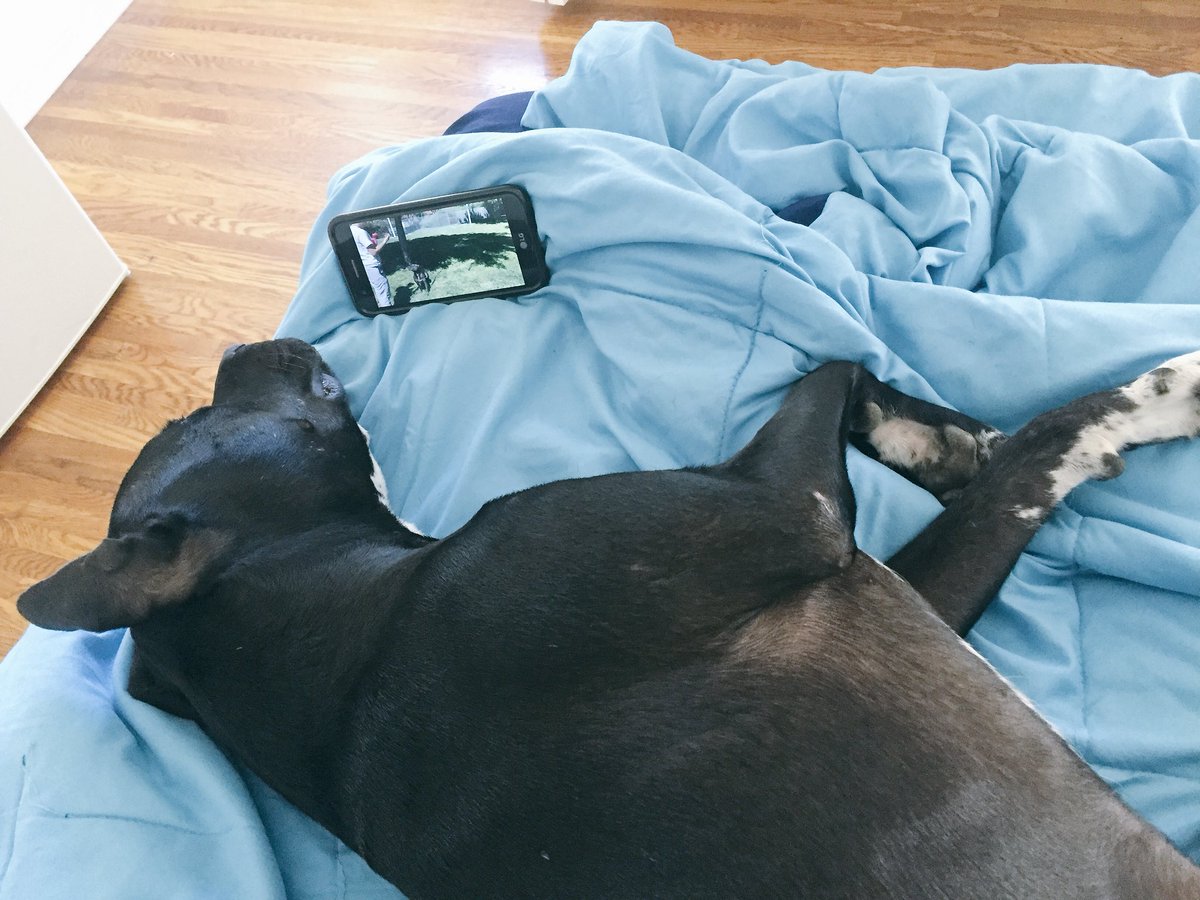 BusbyTheYorkie's tweet photo. i love waking up to bitches in the morning 
🐕👅

the mARFvelous #pitlab chanel gets down watching video puppy yoga 

they dont call it downward dog for nothin https://t.co/PrCFQy0Rih