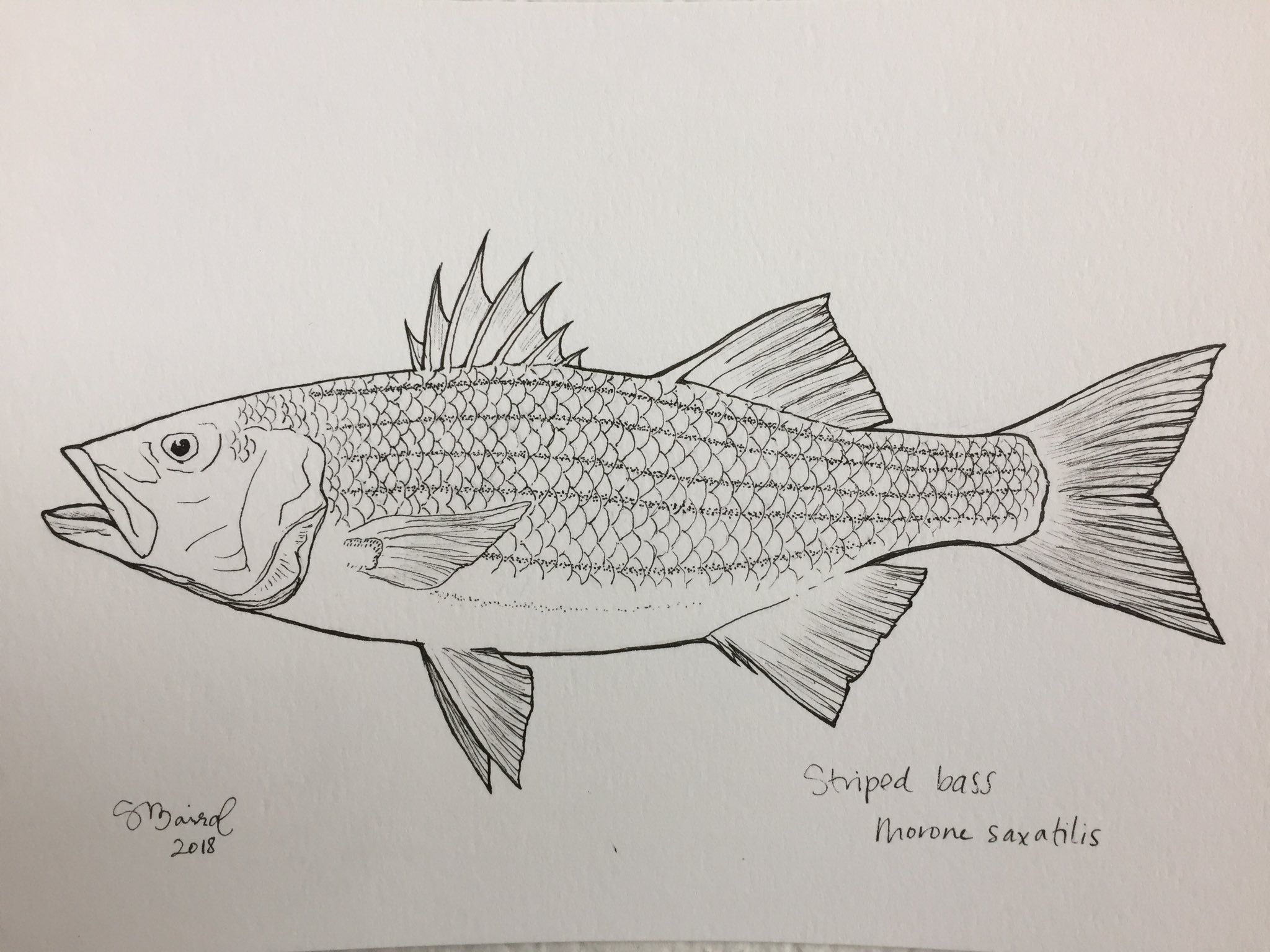 Sarah Baird ב-X: Striped bass line drawing for #SundayFishSketch ! #striper  #SciArt  / X