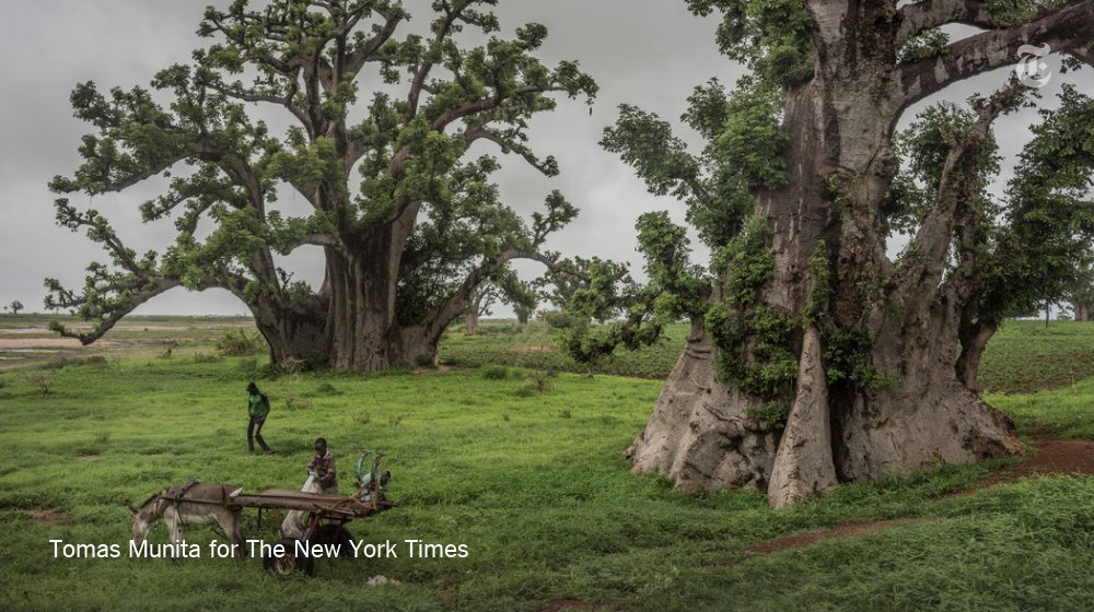 nytimes's tweet photo. Senegal's majestic baobabs are like real-life giving trees, providing shade, gathering places, food — even tombs. But researchers say the country's lost half of these giants in the last 50 years. https://t.co/9mgejo695k https://t.co/T8HhhxiJFO