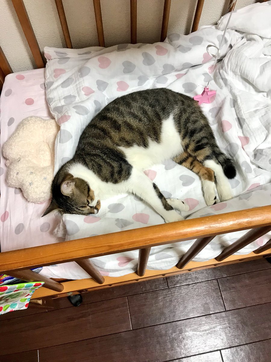 今泉 貴宏 ベビーベッド占領する猫