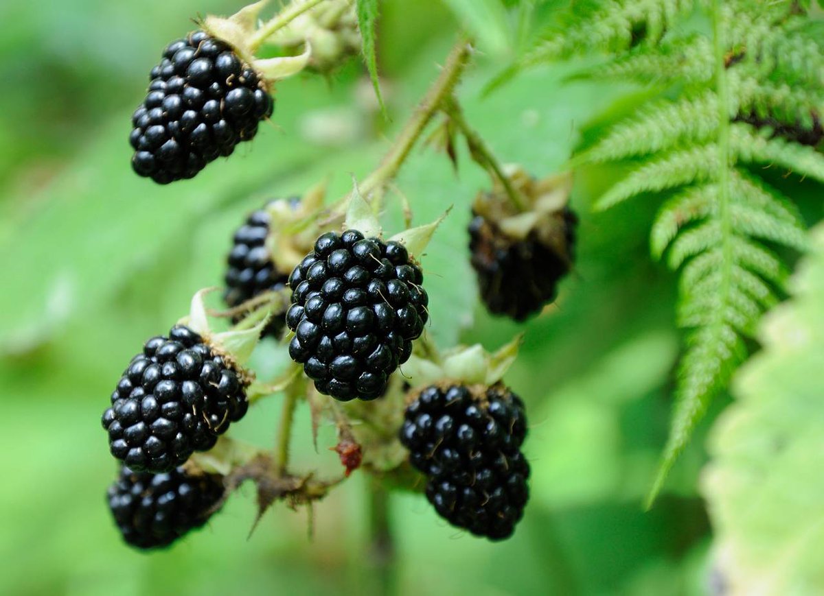 david_castleton's tweet photo. In parts of Britain, it was believed you shouldn't eat blackberries after #Michaelmass because the Devil had 'been at them'. In more polite versions of this legend, he wipes his tail over the berries. In earthier versions, he defiles them in cruder ways. #folklore #history https://t.co/kPGG9R2dqV