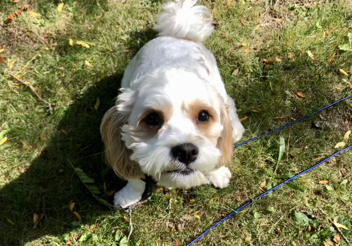MyPenHistorical's tweet photo. Surely this is as good as it gets. #BabyBuster #BackyardBreak #SocksAndRecoverySandals #OldLadyChic #NeedALandscaper https://t.co/9KdRjjPvXw