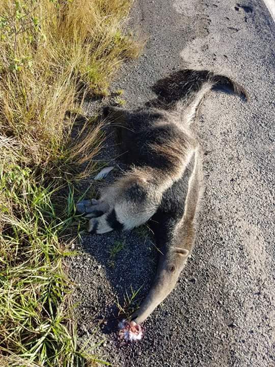 guidokaracol's tweet photo. La otra cara del ñembo rally del Chaco. https://t.co/b83fblF0NR