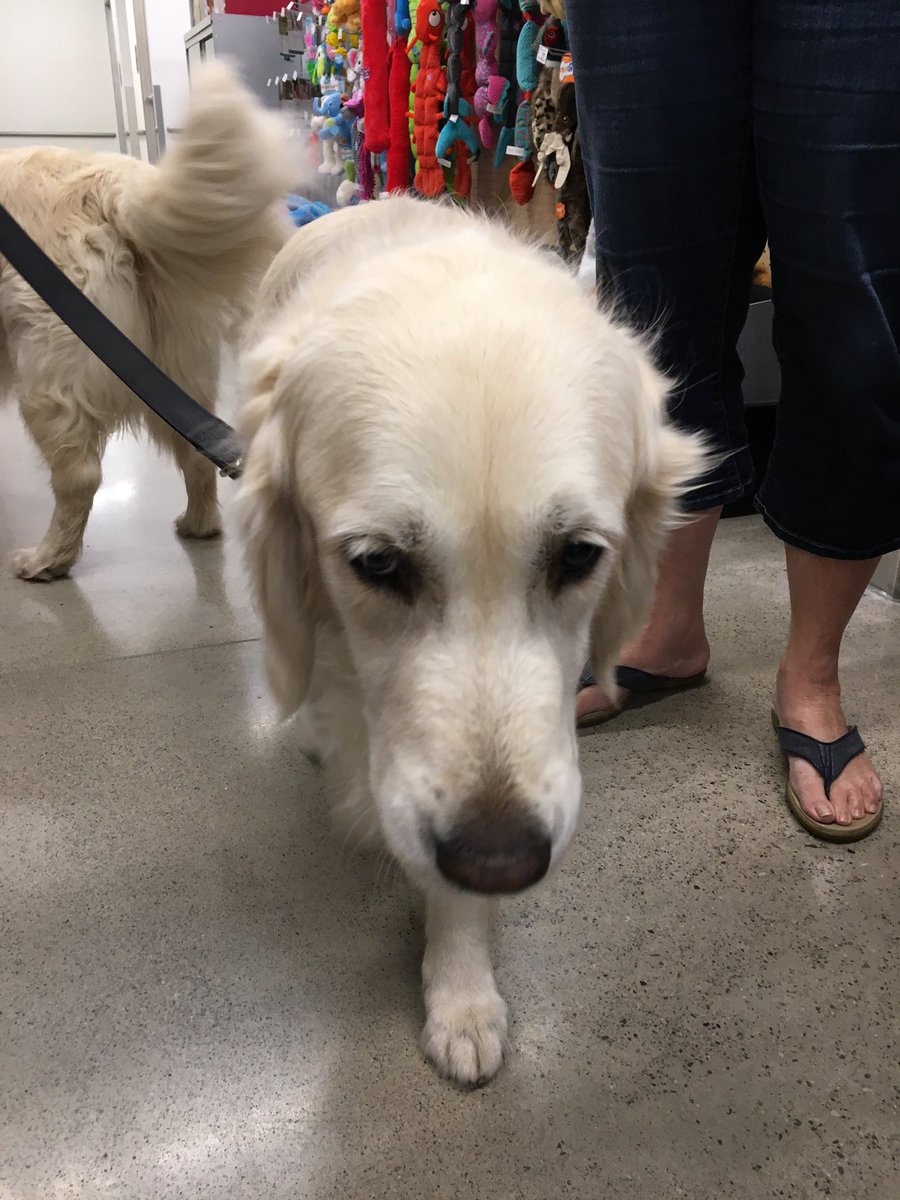Double the fun with these two in the toy aisle!!! #goldenretriever #golden #LifeatPetSmart