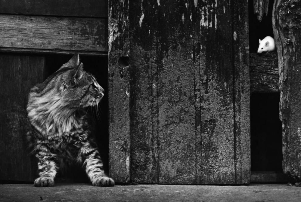 LrTagPlugin's tweet photo. Today's inspiration by Pedro Luis Raota https://t.co/QhujjsB34s