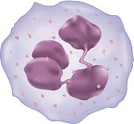DocenciaAB's tweet photo. Por otro lado, los polimorfonucleares (leucocito polimórfico) son una
parte importante en el SIRS. Son activados en inflamación de diferentes formas (endotoxinas, productos derivados de macrófagos…) y viajan al sitio de interés, donde salen de la circulación #FPSIRS https://t.co/82JQFLIlXw