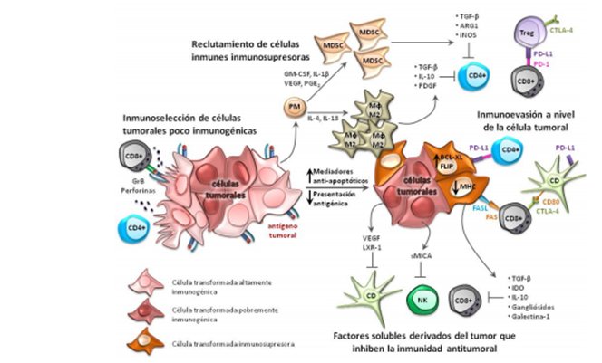 DocenciaAB's tweet photo. Las células supresoras de derivación mieloide (MDSC) aumentan en la
sepsis, estas  tiene la capacidad de suprimir los antígenos CD8+ Y CD4+ en la activación De células T 

https://t.co/2uqpLvBXwU

#FPSIRS https://t.co/2HmReNKBrm