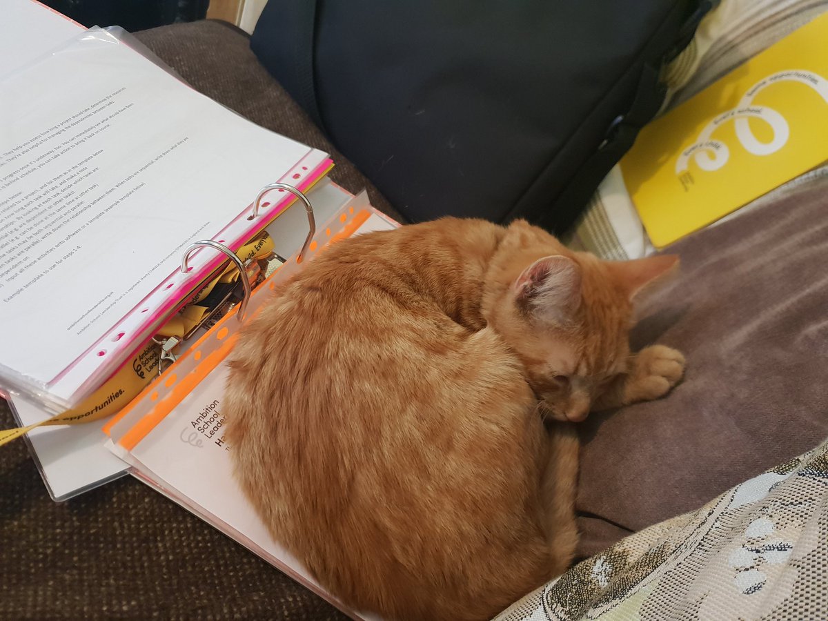 MissRoss1987's tweet photo. This kitten is a born leader, he's no need to study 😂😂 #teachingleaders https://t.co/M5yAt9kNXi
