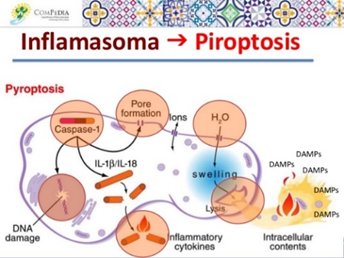 DocenciaAB's tweet photo. La piroptosis es una lisis celular programada asociada a respuestas
antimicrobianas en la que se vierte el contenido citosólico acompañado de
citocinas inflamatorias como IL-1beta y la IL-18 #FPSIRS https://t.co/47rfhnTclG