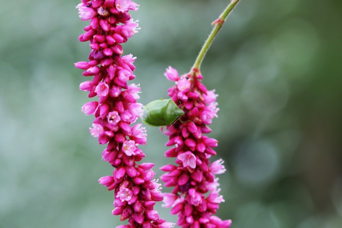 蓼 たで とはどんな植物 味や効能 美味しい食べ方をリサーチ キャンパーズ