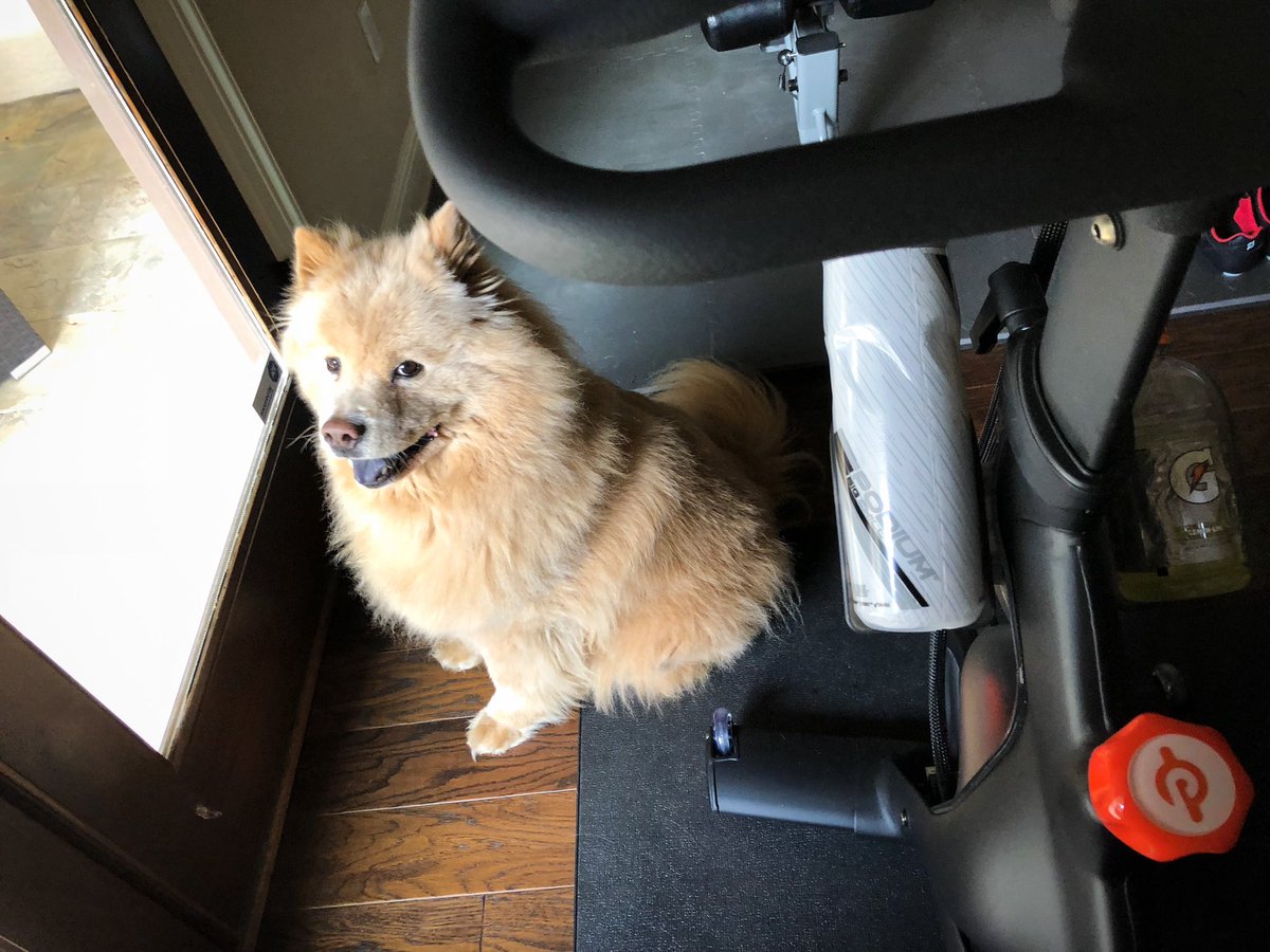 NathanYangX's tweet photo. Keeping an eye on me... #Peloton #Spinning #HomeWorkout #Plantronics #BackBeatFit #ChowChow @alextoussaint25 #NathanYX https://t.co/fYRBhc9ENc