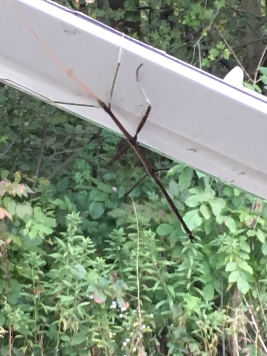 jonlippe's tweet photo. Here is a fun one to start your Sunday morning...We found a “walking stick” this morning crawling on the brace of our awning while camping @potatocreekstatepark #indianadnr #campingrocks #walkingstick #potatocreek https://t.co/jnvsQAJCEC
