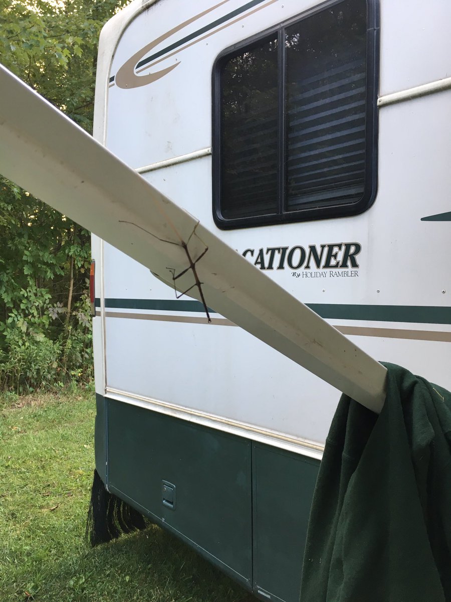 jonlippe's tweet photo. Here is a fun one to start your Sunday morning...We found a “walking stick” this morning crawling on the brace of our awning while camping @potatocreekstatepark #indianadnr #campingrocks #walkingstick #potatocreek https://t.co/jnvsQAJCEC