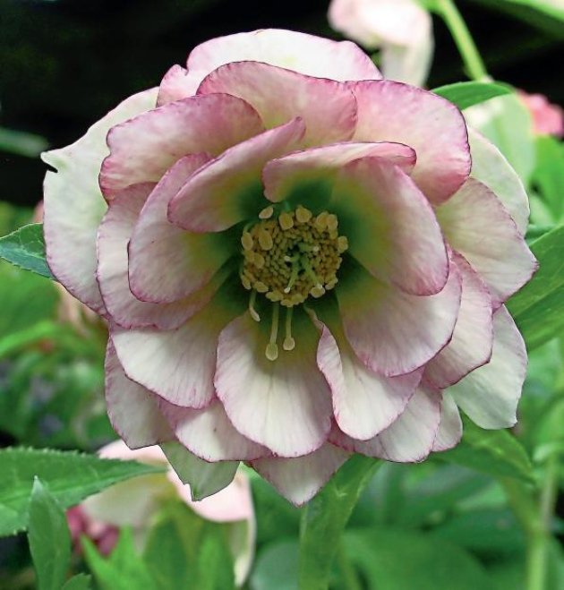 LandscapeEvent's tweet photo. Hello Hellebores! What a beautiful bloom #Landscape #Blooms #LandscapeEvent https://t.co/wzyvirJTWw