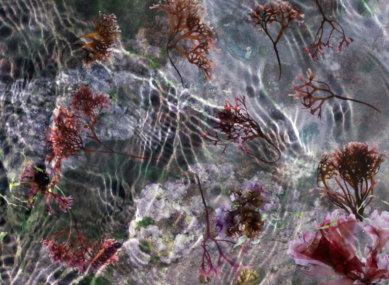 Field Editions is currently at EXPO CHICAGO as part of the newly launched NFP Editions, formed by <a href="/fieldeditions/">field editions</a> <a href="/royalacademy/">Royal Academy</a> and <a href="/Tate/">Tate</a>. For more info about the work on show, visit nfpeditions.org

Image © Susan Derges, 'Tidepool', 2017.