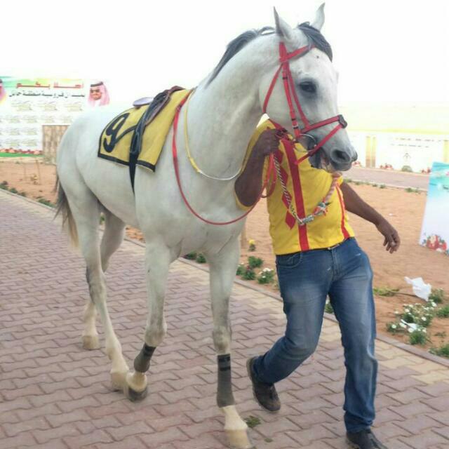 abnmrshd's tweet photo. الحصان / مرتجز الخالديه من (مربط الدواميك) https://t.co/pBRiXE2A74