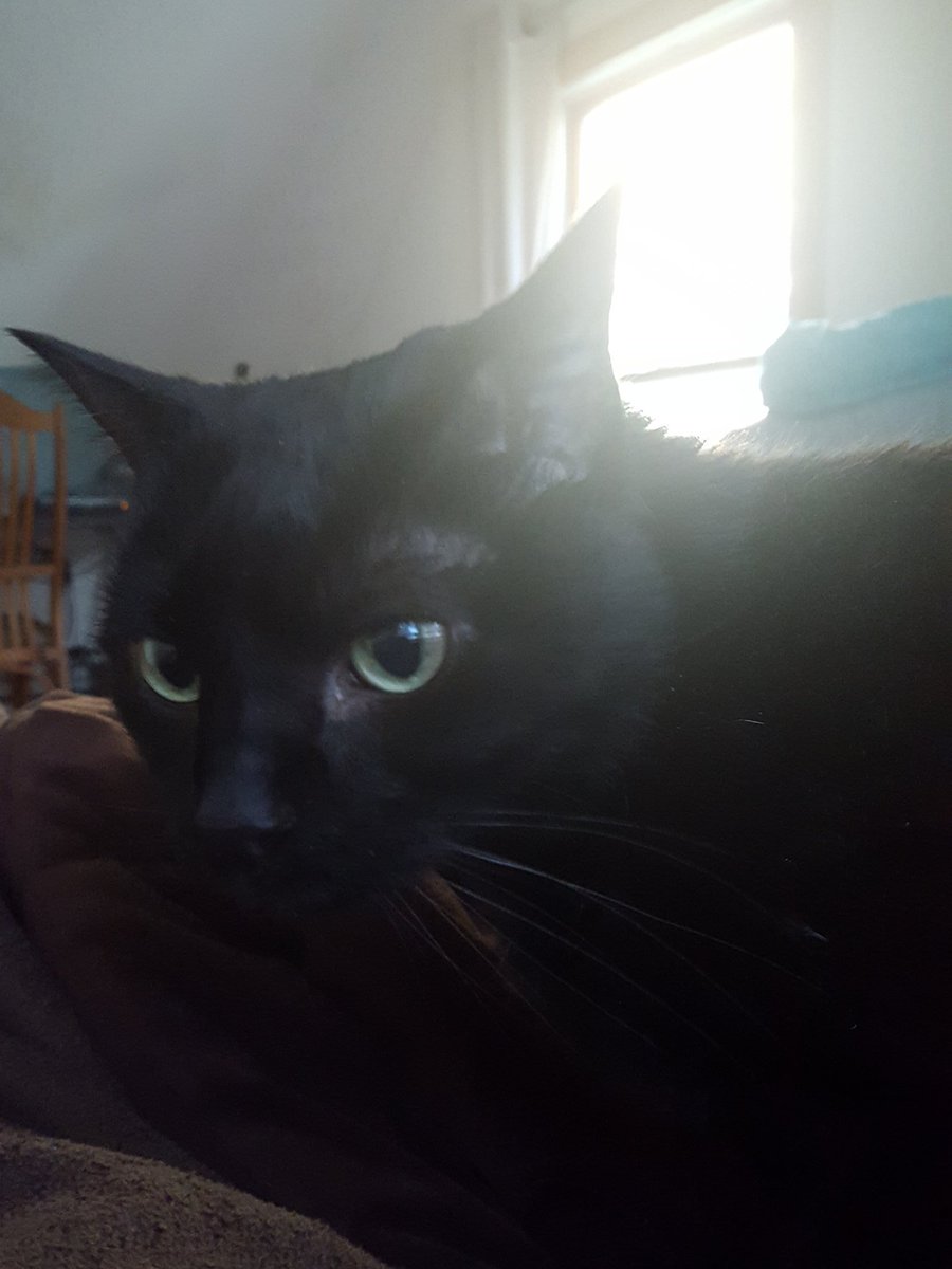 Good morning from this cutie with no respect for my personal space