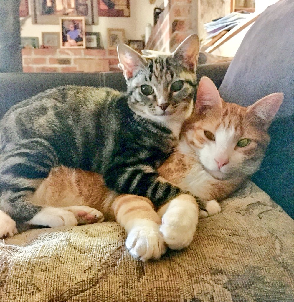 JLazySAngus's tweet photo. Sunday mornings are for snuggling ... if you’re a ranch cat...
Coffee at O’dark-thirty listening to a soft rain —-> #RanchLife https://t.co/Q9KtaIDFMj