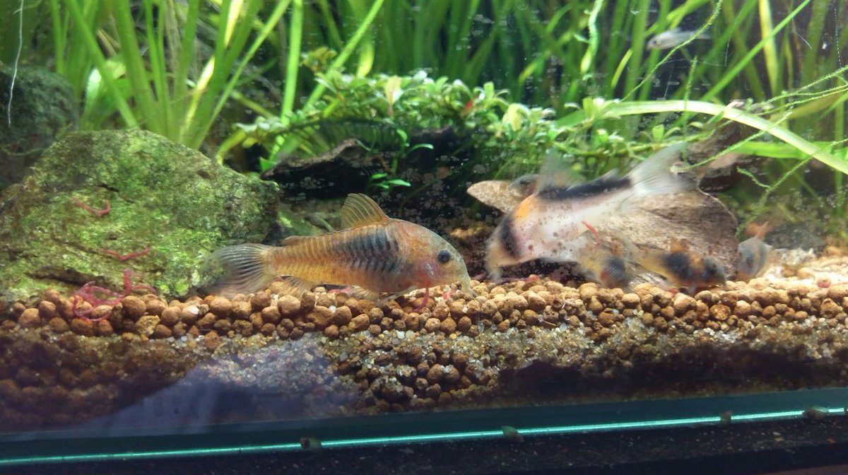 稲月和泉 コリドラス名物 鰓から赤虫が ｺﾝﾆﾁﾜｰ