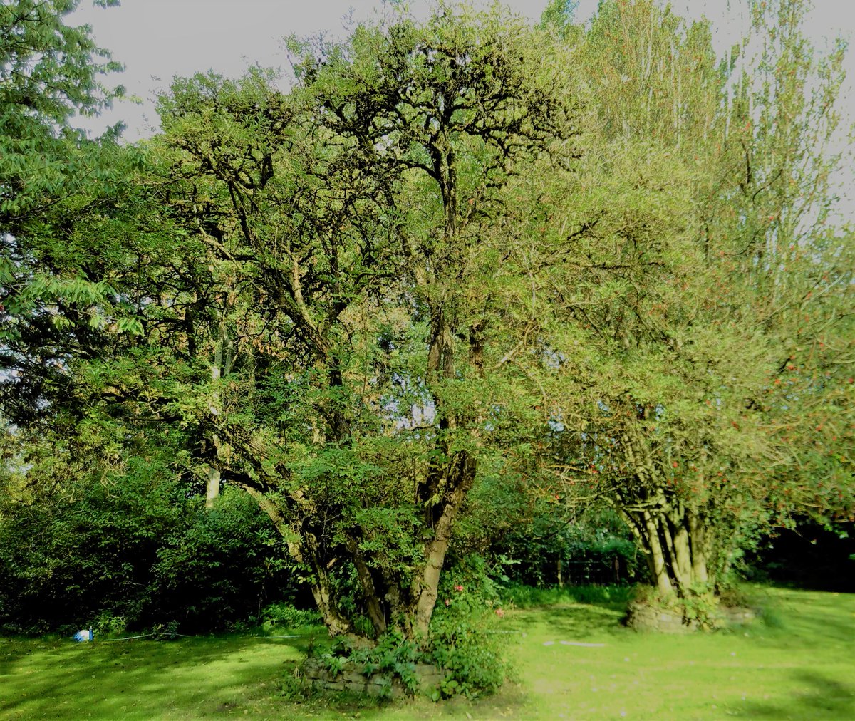 CityofTreesMcr's tweet photo. #SaturdaySurveying we visited a few #gardens we couldn't access midweek, including this beautiful #orchard in #Simister #Prestwich which featured a #huge #old #cherry #tree measuring 13m high, 20mx17m canopy & 81cm trunk width!
Many Thanks to #EgyptFarm
#AllOurTrees @BuryCouncil https://t.co/pYgiWpz4wr