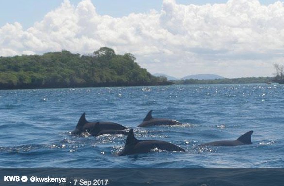 pauludoto's tweet photo. DID YOU KNOW? Kenya hosts the less known #Marine 'Big Five' at the 10 marine national parks and reserves in the Indian Ocean. #Kiunga #Watamu #Malindi #Mombasa #Kisite #Mpunguti https://t.co/Y8XL5vGb9k