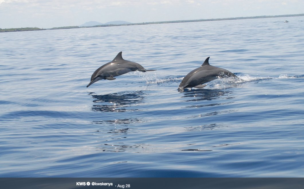 pauludoto's tweet photo. DID YOU KNOW? Kenya hosts the less known #Marine 'Big Five' at the 10 marine national parks and reserves in the Indian Ocean. #Kiunga #Watamu #Malindi #Mombasa #Kisite #Mpunguti https://t.co/Y8XL5vGb9k