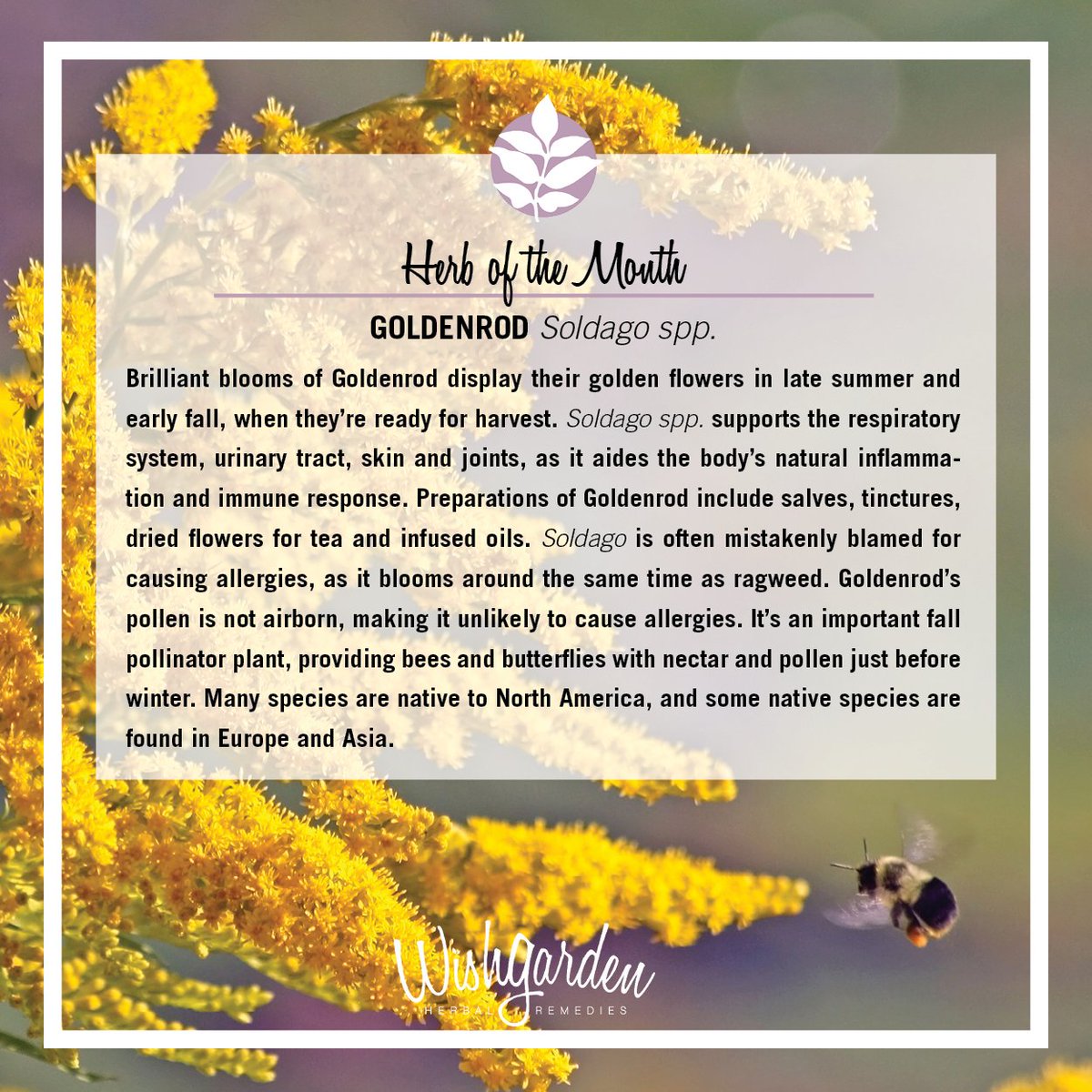 WishGardenHerbs's tweet photo. Did you know that Goldenrod is often blamed for causing seasonal allergies because it blooms at the same time as ragweed? It's actually used in many allergy formulas. #wishgardenherbs #wishgarden #goldenrod #kickasssinus #coldseasons #wishgardenformulas https://t.co/HEHOQYs7cO https://t.co/hV1gr580GR