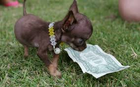petsHomeMX's tweet photo. ¿YA CAYÓ EL BILLETE?  Me parece entonces que ha llegado el momento de escribir urgentemente a https://t.co/nDE1VtWHBp  y pedir el nuevo bulto de comida.  ¡Ándale, vas! https://t.co/QRBHbIkAeN