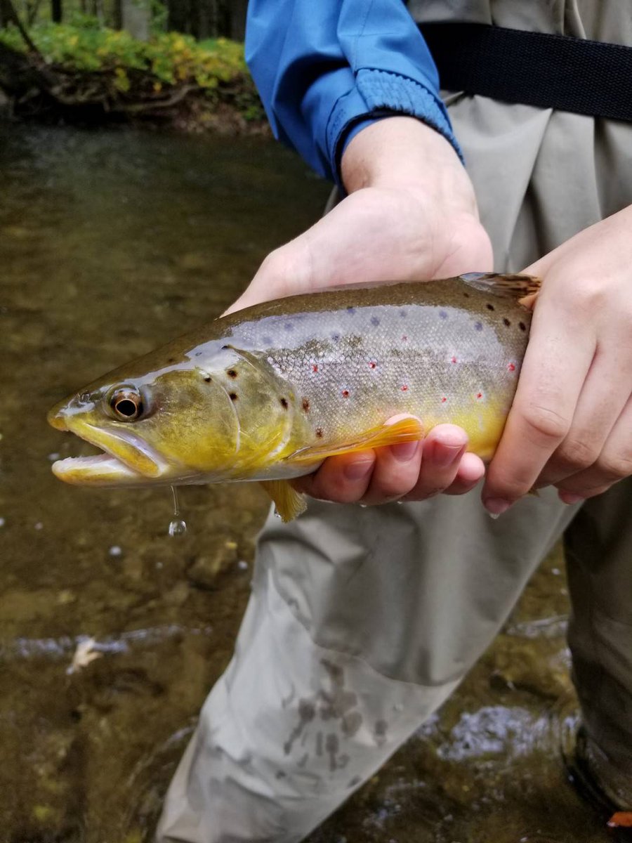 Graham Bristow tweet media