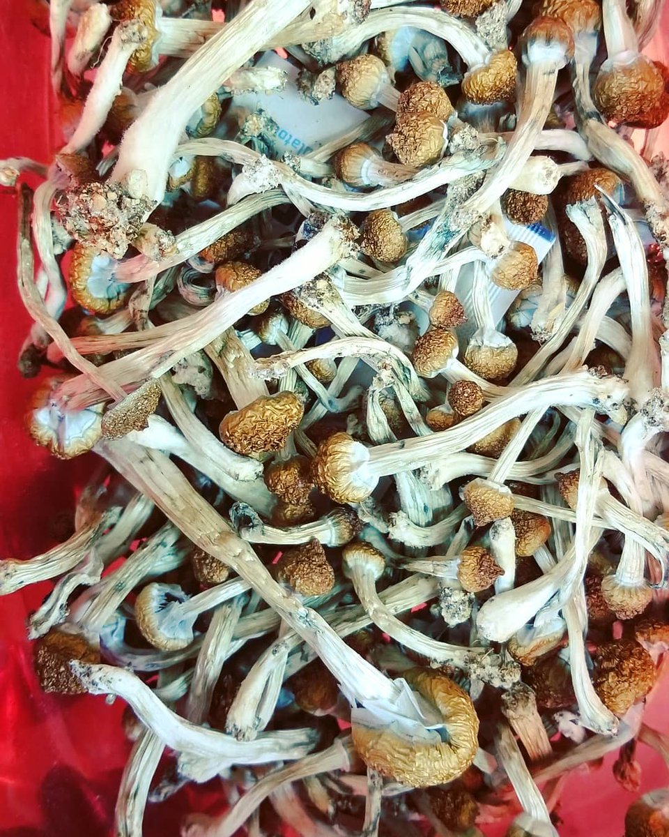 AlexisObrian's tweet photo. Dried golden teacher, penis envy , albino + , mexicana and plenty more https://t.co/DqdguOLlmh