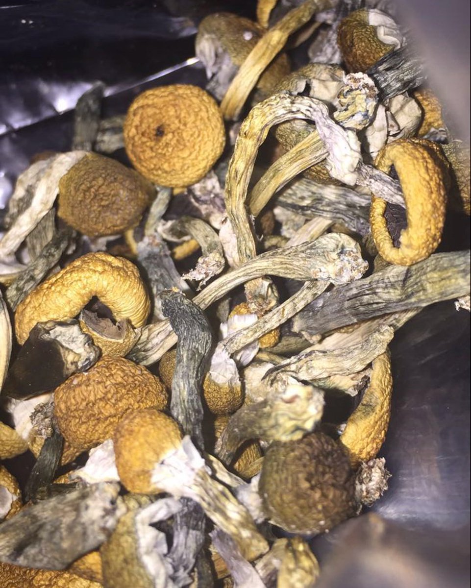AlexisObrian's tweet photo. Dried golden teacher, penis envy , albino + , mexicana and plenty more https://t.co/DqdguOLlmh