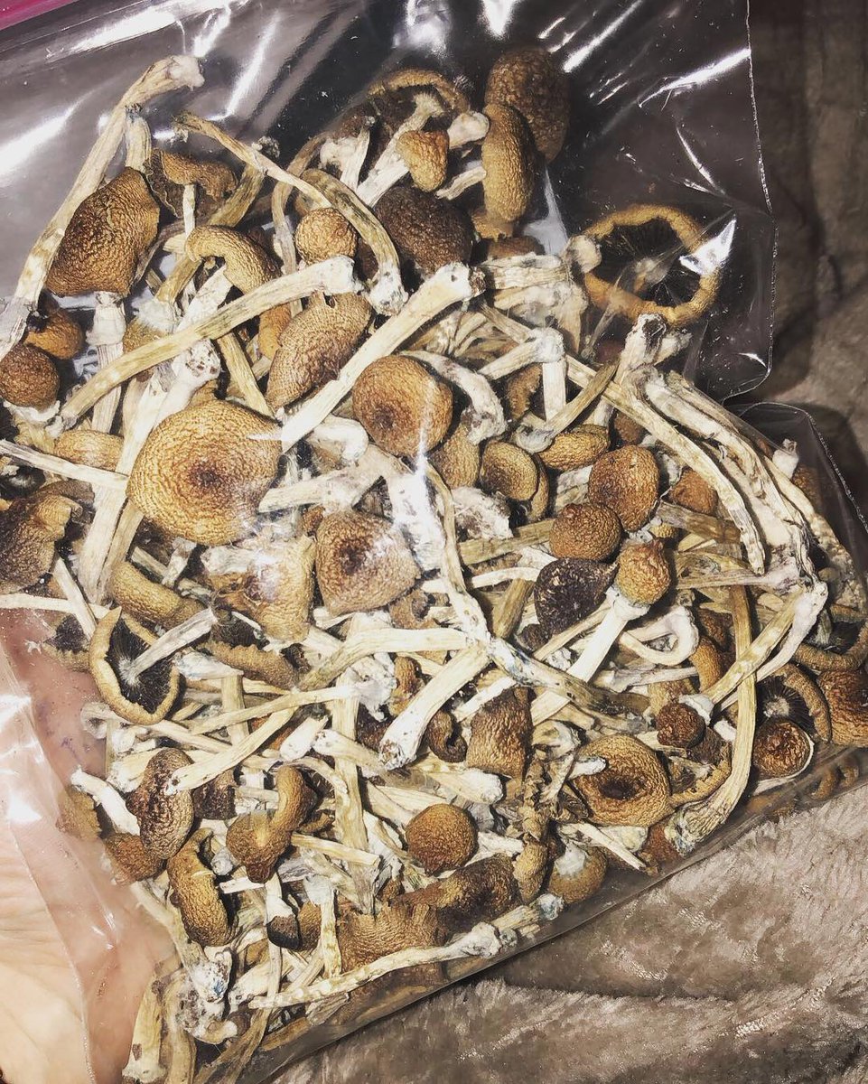 AlexisObrian's tweet photo. Dried golden teacher, penis envy , albino + , mexicana and plenty more https://t.co/DqdguOLlmh
