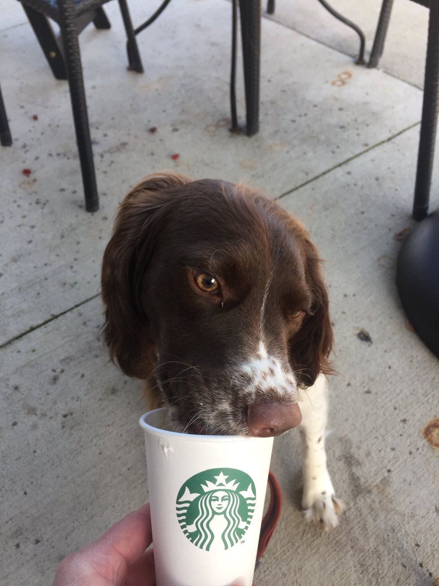 bbush37's tweet photo. @Starbucks    Thanks for the whip cream!  Luna loves it! #Starbucks #dogloveswhipcream https://t.co/x1Fk7yc41J