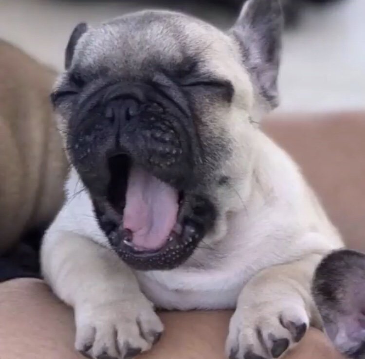 HappyHappyHazel's tweet photo. #TBT Not at Lot has changed in my after breakfast routine. Mommy says I’m still adoraBULL. https://t.co/qbQ7G65NKz