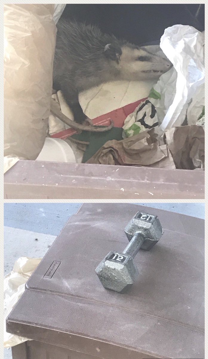 MelindaLeeTV's tweet photo. Found an unwanted tenant in our garbage so I trapped him until animal control gets here 
#PossumProblem #SwollSolution https://t.co/3uPM6ajGQf