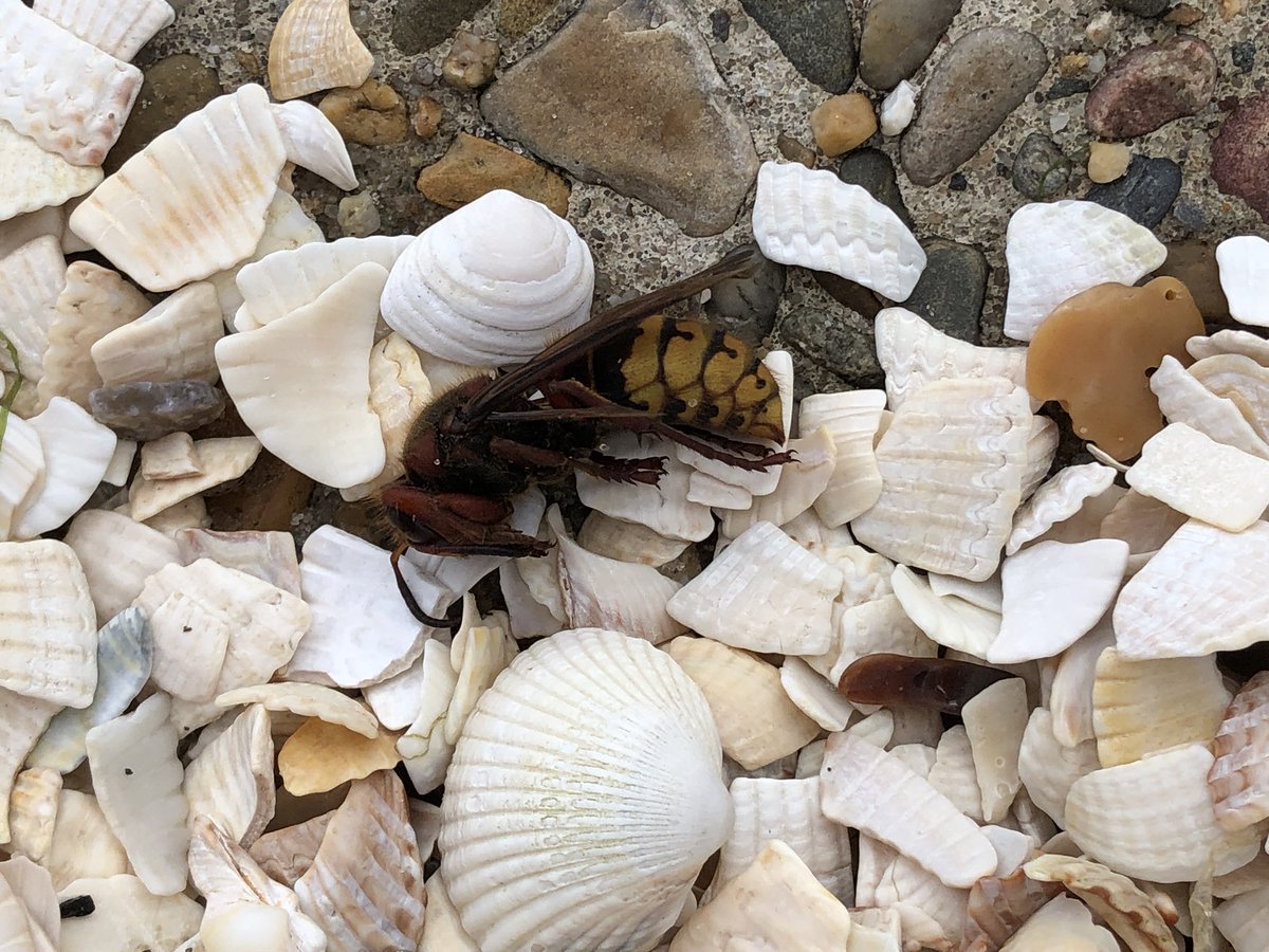 Vanmiddag twee van deze enorme bijen/ wespen gezien. Helaas niet meer in leven. Kan iemand mij vertellen wat dit is? <a href="/waarneming/">Waarneming.nl</a> #wesp #bij #texel