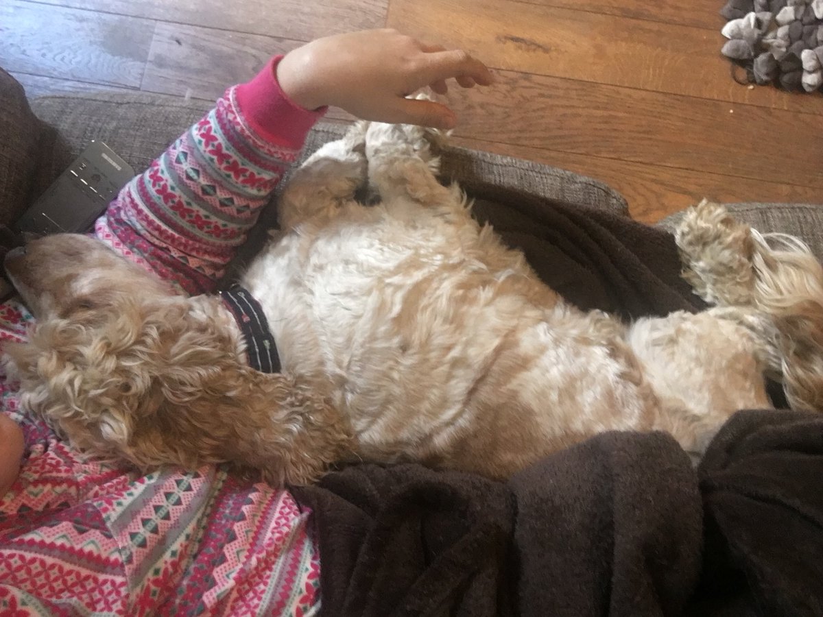 Orange_Roan1's tweet photo. @rocktheboatrow @madsthedog @MonsterMunchDog @StiltBoi @big_teefs @4LeaBob @DorneyBeast @HabasherYanni @archie_sauvage @Ginny_Ella_B @somersetlurcher I am doing a lot of this today.... might be letting the #rowingdogs side down with only going outside for two quick doodles and snuggles the rest of today!!! Exhausted Mum = snuggle o’clock! 👍🏼 🐾 https://t.co/E6R6LFg0Fa